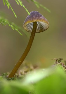Green-edged helmet, mycena viridimarginata, olive-brown helmet, fungi, fungus, high size, vertical
