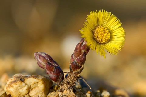 Asteraceae, brandy lettuce, coltsfoot, daisy, marchflower, horsefoot, tussilago farfara, coltsfoot,