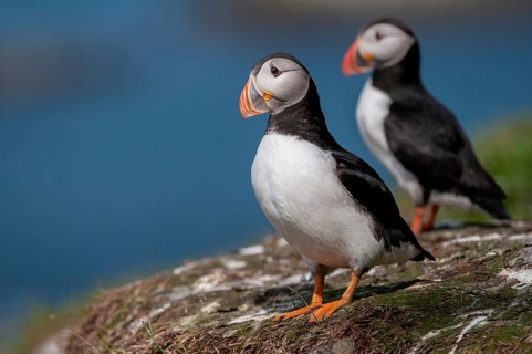 Atlantic puffin, Fratercula arctica, Norway, puffins, puffins, varangers, alcidae, alcidae,