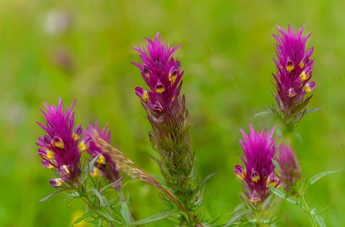 Field quail wheat, brown root family, melampyrum arvense, orobanchaceae, scrophulariaceae, summer