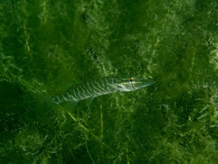 A juvenile pike (Esox lucius) seen in green, plant-rich water, Baumgärtli dive site, Lake Zug, Lake