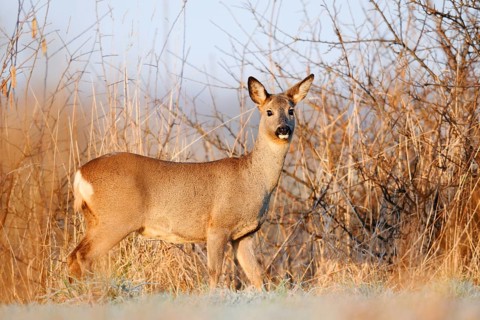 European roe deer (Capreolus capreolus), doe in winter, Lower Saxony, Germany