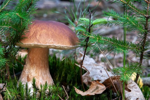 Boletus edulis, spruce porcini, common porcini mushroom, porcini mushroom, cep, fungi, mushroom,