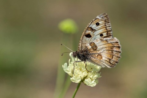 Alpine Witch, Mountain Witch, Chazara Briseis, Hermit, Steppe Porter, Butterfly, Insects,