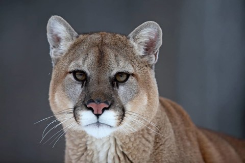 Cougar (Felis concolor), Minnesota, USA, close-up of a Cougar's face with a calm, serious