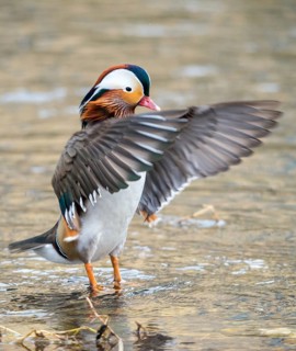 Aix galericulata, mandarin, mandarin duck, anatidae, bath, birds, ducks, ducks, duck birds, high