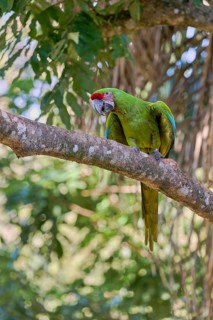 Great green macaw (Ara ambiguus) Costa Rica
