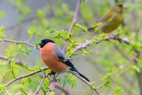 Bullfinch, Bullfinch, Pyrrhula Pyrrhula, Birds, Bullfinch, Male, Passeri, Songbirds, Birds