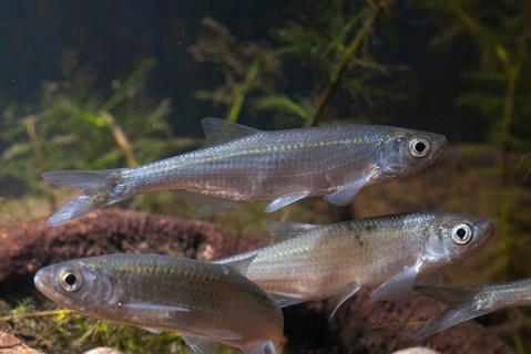 Ablette, alburnus alburnus, bleak, cyprinus alburnus, laugel, ukelei, onionfish, fish, fishes, leo,