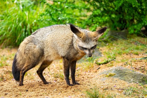 Bat-eared fox (Otocyon megalotis) walking on the ground looking for food, Bavaria, Germany