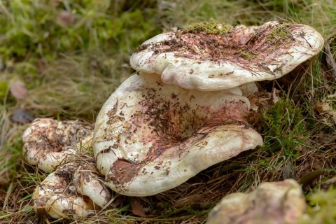 Earth pusher, fleecy milkcap, lactarius vellereus, lactifluus vellereus, wooly milkling, fungi,
