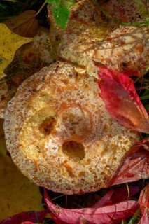 Real irritant, pine blood irritant, lactarius deliciosus, delicious milk cap, noble stimulant,