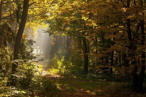 Beech plants, fagaceae, fagus sylvatica, Germany, Greiz, European beech, Thuringia, old wood,