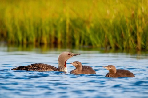 Finland, gavia stellata, red-throated diver, stardiver, birds, diver, gaviidae, grebe, adolescent,