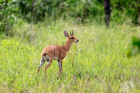 Lesser rockbuck (Raphicerus campestris), adult, male, foraging, alert, dwarf antelope, Kruger