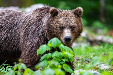 European brown bear (Ursus arctos arctos) in the forest, Notranjska region, Slovenia