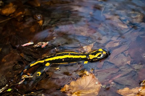 Animals, amphibians, tailed amphibians, true salamander, fire salamander, water bodies, one,