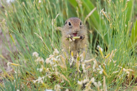 A young European ground squirrel (Spermophilus citellus) eats seats, leaves and flowers in a green