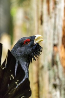 A dark-feathered bird in the forest stands on green grass and raises its beak: a displaying
