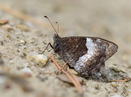Brandenburg, Germany, Hipparchia Alcyone, Hipparchia Hermione, small forest porter, Nabu, Nabu