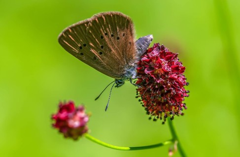 Ant blue, dark meadowbutton ant blue, dusky large blue, glaucopsyche nausithous, large meadow