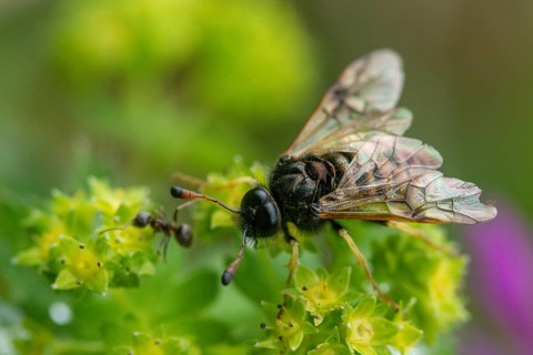 Abia candens, field widow flowers clubhorn leaf wasp, cimbicidae, hymenoptera, clubhorn leaf wasp,