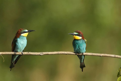 Two bee-eaters sit facing each other on a branch, bee-eaters (Merops apiaster), Palatinate, Germany