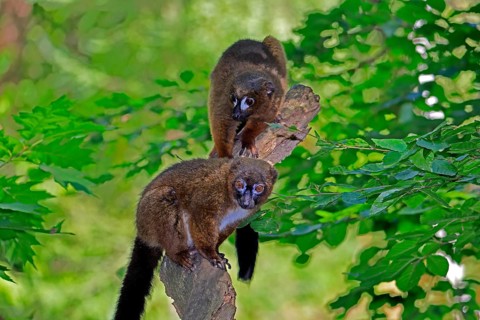 Red-bellied lemur (Eulemur rubriventer), adult, female, male, pair, on a tree trunk, alert,