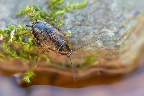 Dark woodcockroach, common woodcockroach, ectobius sylvestris, common woodcockroach, female, forest