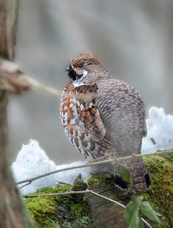 Bonasa bonasia, common hazelhen, pheasant-like, hazel grouse, hazel hen, hazelhen, northern hazel