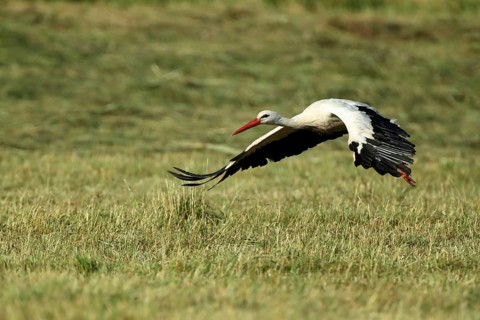 A stork flies just above a green meadow, white stork (Ciconia ciconia), farmland, taking off,