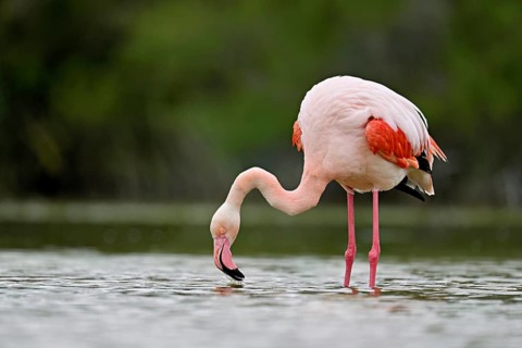 Pink flamingo (Phoenicopterus roseus), standing in the water whilst drinking, Camargue Regional