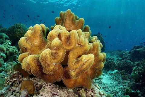 Lush yellow mushroom-shaped leather coral (Sarcophyton glaucum), leather coral, in brilliant light