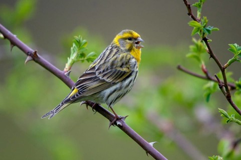 European Serin, serine, serinus serinus, birds, song, male, passeri, singing, songbirds, birds