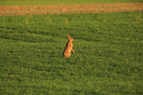 A hare sits upright in a green field in the warm light of the sunset, a European hare (Lepus