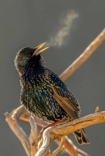 Star, Starling, Sturnus Vulgaris, Birds, Spring, Song, High Size, Portrait Format, Passeri,