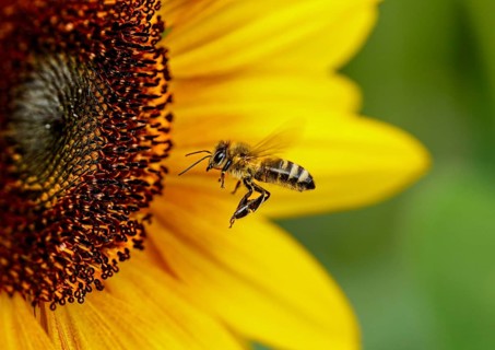 A flying bee approaches a blooming sunflower in vivid shades of yellow, sunflower with bee,