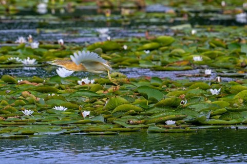 Squacco heron (Ardeola ralloides) flying adult in breeding plumage taking off from lake covered in