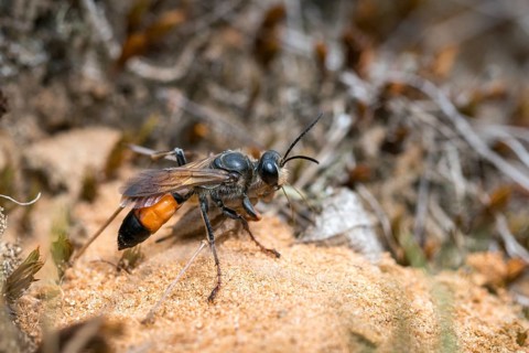 Hymenoptera, Spheciformes, Spheciformes, Sphex Funerarius, Sphex Rufocinetus, Golden Digger Wasp,