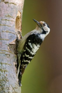 Dendrocopos minor, dryobates minor, small woodpecker, lesser spotted woodpecker, birds, female,