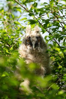 An owl chick hidden amongst the lush foliage, peering out curiously, Long-eared Owl (Asio otus), a