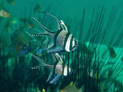 Two Banggai cardinalfish (Pterapogon kauderni) seek shelter amongst the spines of Diadem sea