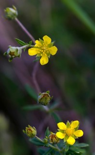 Potentilla argentea, rosaceae, rose family, silver cinquefoil, flora, high size, vertical format,
