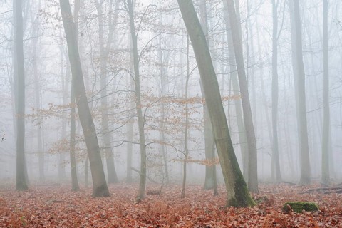 Forest with copper beeches (Fagus sylvatica) and English oaks (Quercus robur) in the morning mist,