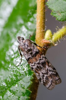 Dark pine knot horn, dioryctria abietella, spruce cone moth, high size, portrait format, insects,