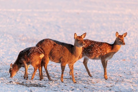 Two female Dybowski deer (Cervus nippon hortulorum) and a young stand in a snow-covered meadow at