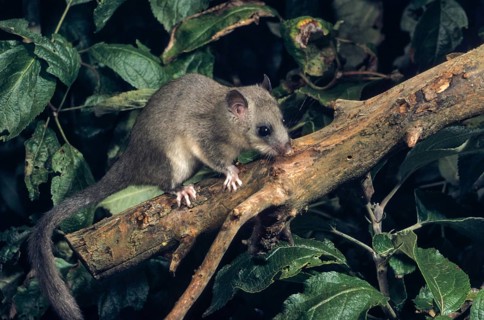 Edible dormouse, fat dormouse, glis glis, rodents, rodentia, dormouse, bilche, bolt, dormice,