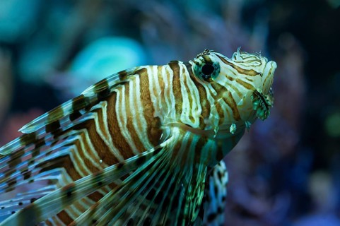 Lionfish (Pterois volitans) in the aquarium at the Tiergarten, Am Tiergarten 30, Nuremberg, Middle