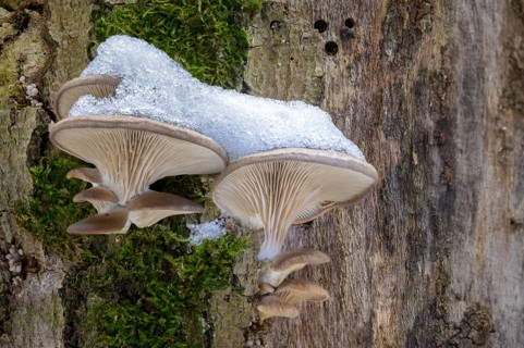 Oyster mushroom, oyster mushroom, pleurotus ostreatus, ice, fungi, fungus, ice, oyster mushroom,