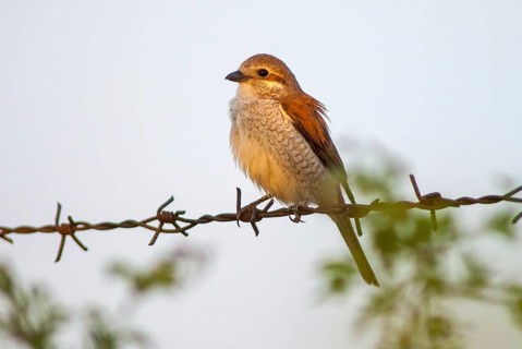 Lanius Collurio, red-backed shrike, redback shrike, birds, female, passeri, songbirds, songbirds,